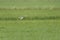 Eurasian Curlew Flying over green field