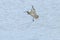 Eurasian Curlew flying over water surface