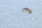 Eurasian Curlew flying over water surface