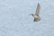 Eurasian Curlew flying over water surface