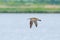 Eurasian Curlew flying over water surface