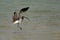 Eurasian curlew Landing