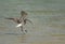 Eurasian curlew landing