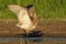 Eurasian Curlew - Numenius arquata