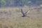 Eurasian curlew (Numenius arquata)