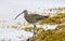 Eurasian Curlew - Numenius arquata - England