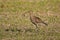 Eurasian curlew (Numenius arquata) in the field