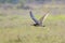 Eurasian Curlew Numenius arquata flying, in flight