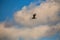 Eurasian Curlew (Numenius arquata) - Majestic Wader on Bull Island, Dublin