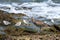 Eurasian Curlew, numenius arquata, and sandpipers searching for food along a rocky coast, Costa Calma, Fuerteventura