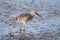 Eurasian Curlew - Numenius arquata swallowing a worm.