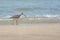 Eurasian Curlew on a sandy beach