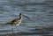 Eurasian curlew searching food