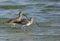 Eurasian curlew searching food