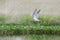 Eurasian Curlew wader Numenius arquata flying, in flight low o