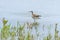 Eurasian Curlew wading in water