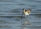 Eurasian curlewEurasian curlew searching food