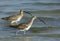 Eurasian curlews