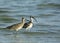 Eurasian curlews standing in water