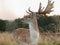 A Eurasian dam deer with branched palmate antlers, with white-spotted reddish-brown coat