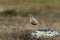 Eurasian dotterel