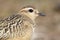 Eurasian Dotterel