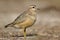 Eurasian Dotterel