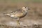 Eurasian Dotterel