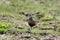 Eurasian dotterel (Charadrius morinellus) Island  Helgoland, Germany