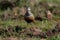 Eurasian dotterel (Charadrius morinellus) Island  Helgoland, Germany