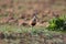 Eurasian dotterel (Charadrius morinellus) Island  Helgoland, Germany