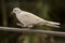 An Eurasian dove walking on a wire