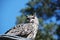 Eurasian eagel-owl
