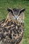 Eurasian Eagle Owl