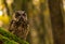 An eurasian eagle owl