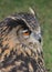 Eurasian Eagle Owl 2