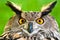 Eurasian Eagle-owl