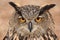 Eurasian Eagle Owl