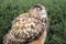 Eurasian-eagle owl