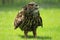 Eurasian eagle-owl