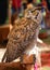 Eurasian eagle-owl also called Bubo Bubo species of owl resides in Eurasia with distinctive ear tufts in head and yellow eyes