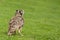 Eurasian Eagle Owl Bubo bubo