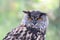 The Eurasian eagle-owl, Bubo bubo