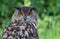 The Eurasian eagle-owl, Bubo bubo