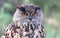 The Eurasian eagle-owl, Bubo bubo
