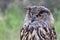 The Eurasian eagle-owl, Bubo bubo