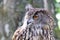 The Eurasian eagle-owl, Bubo bubo