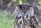 The Eurasian eagle-owl, Bubo bubo