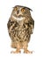 Eurasian Eagle Owl - Bubo bubo (22 months)