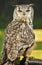 Eurasian Eagle owl (Bubo bubo)